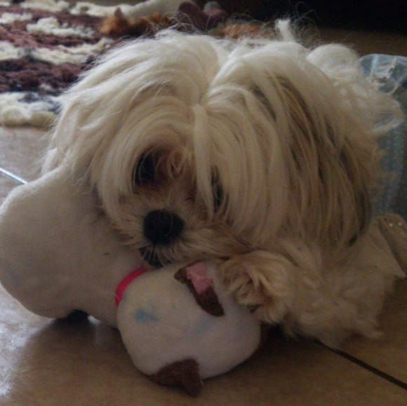 Meet your Posher, Dayan - Picture 5 of 7